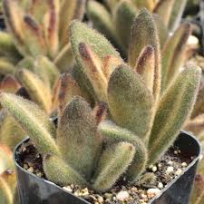 Image result for Kalanchoe lanceolata