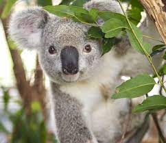 Pin By Ella Lewis On Animals Baby Animals Cute Animals Australian Mammals