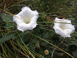 Image result for Datura