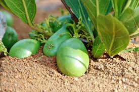 Image result for Pygmaeothamnus zeyheri