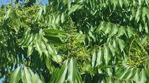 Image result for Dasylepis eggelingii