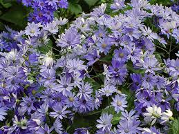 Image result for Cineraria mazoensis