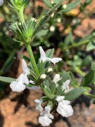 Image result for Acrotome thorncroftii