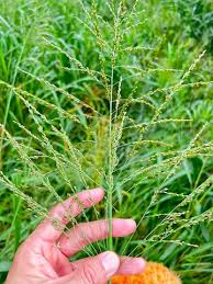 Image result for Panicum maximum