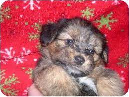 Our teddy bear puppies for sale come from either usda licensed commercial breeders or hobby breeders with no more than 5 breeding mothers. Teddy Bear Puppy Rescue Www Macj Com Br