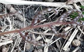 Image result for Athyrium newtonii