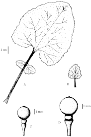 Image result for Crambe kilimandscharica