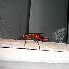 Our top priority is to keep you and your. Apex Pest Control Ecotek Termite And Pest Control 919 794 8290