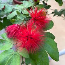 Image result for Calliandra haematocephala