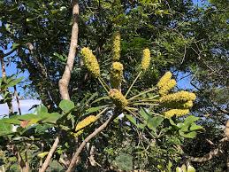 Image result for Cussonia arenicola