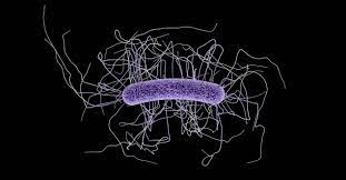 Both types of clostridium are bacteria that spread throughout your dog's intestinal tract and is spread through contact with an infected dog's feces. C Diff Clostridioides Difficile Cdc