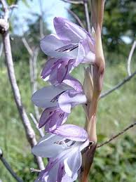 Image result for Gladiolus gregarius