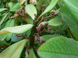 Image result for Euphorbia grantii