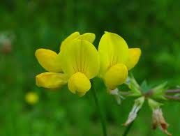 Image result for Lotus corniculatus