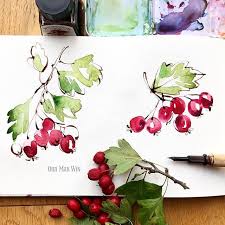 Watercolor Illustration Art Watercolor Illustration Sketchbook Hawthorn Berry Flower Painting Card Art