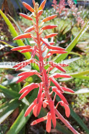 Image result for Aloe bukobana