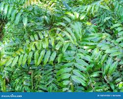 Image result for Stenochlaena