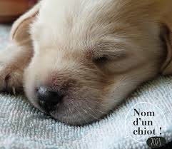 Découvrez la liste des noms en d sur animaux relax. Noms De Chiens En S Pour 2021 Notre Selection Les Chiens Guides D Aveugles De L Ouest