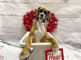 We are a family owned and operated full line pets. Boxer Puppies Petland Grove City Oh