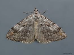 Image result for Aplocera efformata