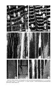 Image result for Afrostyrax