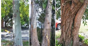 Image result for Eucalyptus torelliana