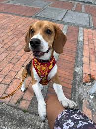 Hubby got me a huge bean bag chair for valentine's Day exactly what I  wanted ￼but I forgot I have a beagle and it's not mine anymore 😂😭 the  smile
