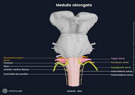 Image result for Turbina oblongata