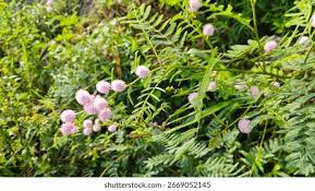 Image result for Mimosa pigra