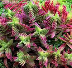 Succulent Crassula Capitella Red Pagoda Succulent Crassula Lots Of Sunlight Succulent Ad Etsy Gardening Sukkulenten Pflanzen Seltene Sukkulenten Pflanzen