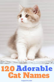 Black And White Kitten Names Unisex Adorable Boy And Girl Cat Names Girl Cat Names Kitten Names Girl Cat Names