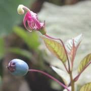 Image result for Bothriocline quercifolia
