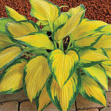 Trim caladium leaves and place them in a glass vase filled with water. The 8 Best Big Leaf Plants According To A Landscape Manager