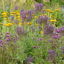 Image result for foto verbena