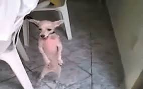 Https Encrypted Tbn0 Gstatic Com Images Q Tbn And9gctmjl Xv At84 Vyv4yehnqiamhs7 Vvljmsq Usqp Cau