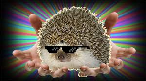 Hedgehogs are naturally a bit nervous around humans at first and it takes some time for them to build that trust around you. Black Desert Online Na Hedgehog Pet Test Chop 100 Trees By Scalz420
