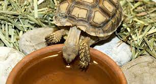 We did not find results for: Water Bowl For Baby Sulcata Tortoise Pet Sulcata Tortoise
