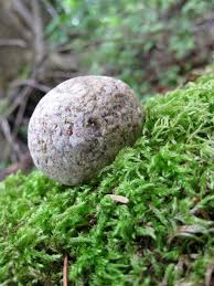 Is мох edible, or is it is spanish moss harmful to oak trees? A Rolling Stone Gathers No Moss Wikipedia