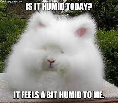 Hope you have a great day and stay safe out there! 13 Animal Memes That Sum Up The Job Search Process Glassdoor