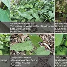 Image result for Oxygonum buchananii