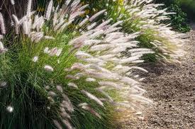 4 Ways To Clear Ornamental Grasses And How To Manage Their Growth - Garden  And Happy