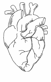 How to draw human heart anatomy color drawing for kids hello, everyone, my name is suraj. How To Draw A Human Heart Step By Step