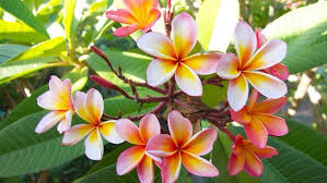 Frangipani Smells Like Suntan Lotion Most Beautiful Flowers Frangipani Beautiful Flowers