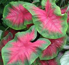 Heat tolerant summer flowers ; Postman Joyner Floral Caladium Bulb Fancy Leaf Caladium Etsy In 2021 Annual Plants Caladium Caladium Bulbs