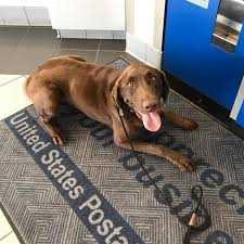 Whether it's training classes, private training, or dog daycare we want you to see a difference with your puppy or dog at home, where it really counts—or anywhere we continue to practice increased disinfection and social distancing. Dog Training Dog Board Train