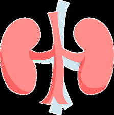 A good meal plan will also: Http Www Gleanersnutritionhub Org Uploads 2 9 7 6 29762123 Renal Diet Handout Pdf