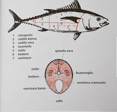 In realtà, cucinare il tonno fresco, comunemente venduto in tranci, è più semplice di quanto si pensi e non è scontato riuscire a distinguere il pregiato tonno rosso dal più comune tonno a pinne gialle, tanto per cucinare il tonno con piselli, trita finemente la cipolla bianca e soffriggila con un filo d'olio. Sezione E Parti Del Tonno Tonno Pesce