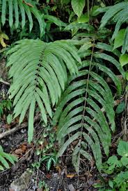 Image result for Pteris kivuensis