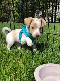 Cute puppy pictures funny animal pictures dog pictures rat terrier puppies toy fox terriers cute puppies dogs and puppies bindi jack russell elevated sides create the ideal resting place for your pup's head and are the ultimate pooch retreat. My 8 Week Old Rat Terrier Puppy Eloise Aww