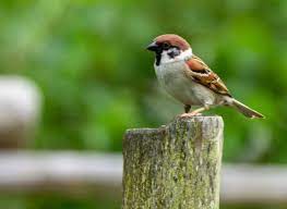 A teen comedy show about life in a fast food restaurant. Spatz Feldsperling Im Vogelpark Marlow C Frank Koebsch 1 Spatz Vogel Sperling